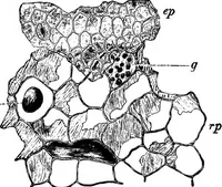 An illustration from The microscopy of vegetable foods : with special reference to the detection of adulteration and the diagnosis of mixtures (1906)