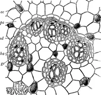 An illustration from The microscopy of vegetable foods : with special reference to the detection of adulteration and the diagnosis of mixtures (1906)