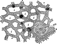 An illustration from The microscopy of vegetable foods : with special reference to the detection of adulteration and the diagnosis of mixtures (1906)