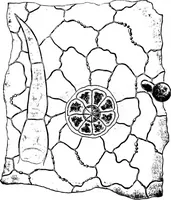 An illustration from The microscopy of vegetable foods : with special reference to the detection of adulteration and the diagnosis of mixtures (1906)