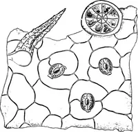 An illustration from The microscopy of vegetable foods : with special reference to the detection of adulteration and the diagnosis of mixtures (1906)