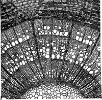 An illustration from The microscopy of vegetable foods : with special reference to the detection of adulteration and the diagnosis of mixtures (1906)