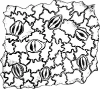 Picture 429 of 470 from The microscopy of vegetable foods : with special reference to the detection of adulteration and the diagnosis of mixtures (1906), leaf 641
