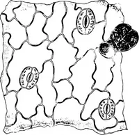 An illustration from The microscopy of vegetable foods : with special reference to the detection of adulteration and the diagnosis of mixtures (1906)
