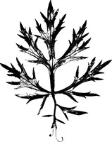 An illustration from The microscopy of vegetable foods : with special reference to the detection of adulteration and the diagnosis of mixtures (1906)