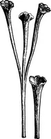 An illustration from The microscopy of vegetable foods : with special reference to the detection of adulteration and the diagnosis of mixtures (1906)