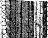 An illustration from The microscopy of vegetable foods : with special reference to the detection of adulteration and the diagnosis of mixtures (1906)