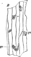 An illustration from The microscopy of vegetable foods : with special reference to the detection of adulteration and the diagnosis of mixtures (1906)