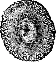 An illustration from The microscopy of vegetable foods : with special reference to the detection of adulteration and the diagnosis of mixtures (1906)