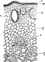 Picture 448 of 470 from The microscopy of vegetable foods : with special reference to the detection of adulteration and the diagnosis of mixtures (1906), leaf 657