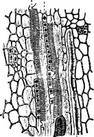 An illustration from The microscopy of vegetable foods : with special reference to the detection of adulteration and the diagnosis of mixtures (1906)