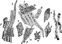 An illustration from The microscopy of vegetable foods : with special reference to the detection of adulteration and the diagnosis of mixtures (1906)