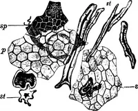 An illustration from The microscopy of vegetable foods : with special reference to the detection of adulteration and the diagnosis of mixtures (1906)