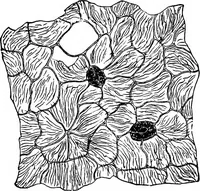 An illustration from The microscopy of vegetable foods : with special reference to the detection of adulteration and the diagnosis of mixtures (1906)