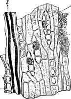 Picture 28 of 470 from The microscopy of vegetable foods : with special reference to the detection of adulteration and the diagnosis of mixtures (1906), leaf 67