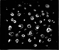 An illustration from The microscopy of vegetable foods : with special reference to the detection of adulteration and the diagnosis of mixtures (1906)