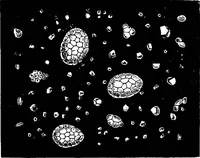 An illustration from The microscopy of vegetable foods : with special reference to the detection of adulteration and the diagnosis of mixtures (1906)