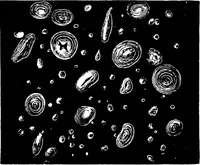 An illustration from The microscopy of vegetable foods : with special reference to the detection of adulteration and the diagnosis of mixtures (1906)
