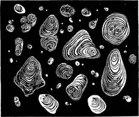 An illustration from The microscopy of vegetable foods : with special reference to the detection of adulteration and the diagnosis of mixtures (1906)
