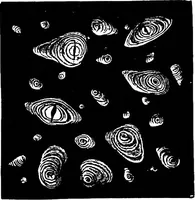 An illustration from The microscopy of vegetable foods : with special reference to the detection of adulteration and the diagnosis of mixtures (1906)