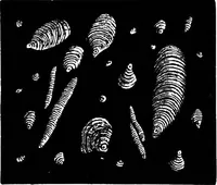 An illustration from The microscopy of vegetable foods : with special reference to the detection of adulteration and the diagnosis of mixtures (1906)
