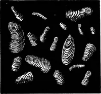 An illustration from The microscopy of vegetable foods : with special reference to the detection of adulteration and the diagnosis of mixtures (1906)