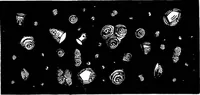 An illustration from The microscopy of vegetable foods : with special reference to the detection of adulteration and the diagnosis of mixtures (1906)