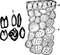 An illustration from The microscopy of vegetable foods : with special reference to the detection of adulteration and the diagnosis of mixtures (1906)