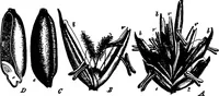 An illustration from The microscopy of vegetable foods : with special reference to the detection of adulteration and the diagnosis of mixtures (1906)