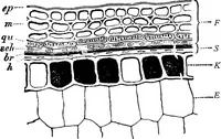 Picture 32 of 470 from The microscopy of vegetable foods : with special reference to the detection of adulteration and the diagnosis of mixtures (1906), leaf 89