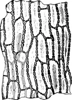 An illustration from The microscopy of vegetable foods : with special reference to the detection of adulteration and the diagnosis of mixtures (1906)