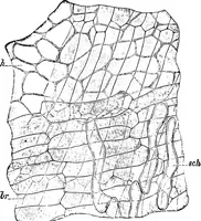 An illustration from The microscopy of vegetable foods : with special reference to the detection of adulteration and the diagnosis of mixtures (1906)