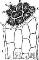 An illustration from The microscopy of vegetable foods : with special reference to the detection of adulteration and the diagnosis of mixtures (1906)