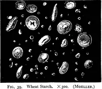 Picture 37 of 470 from The microscopy of vegetable foods : with special reference to the detection of adulteration and the diagnosis of mixtures (1906), leaf 92