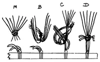 Picture 11 of 11 from Speed warping (1900), leaf 10