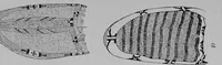 An illustration from The Arapaho (1902)