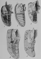 Picture 7 of 68 from The Arapaho (1902), leaf 52