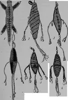 An illustration from The Arapaho (1902)