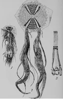 An illustration from The Arapaho (1902)