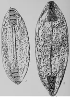 An illustration from The Arapaho (1902)
