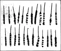 Picture 9 of 23 from Lace and lace making (1917), leaf 7