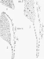 An illustration from Stöhr's histology, arranged upon an embryological basis (1906)