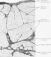 An illustration from Stöhr's histology, arranged upon an embryological basis (1906)