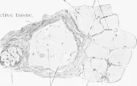 Picture 55 of 277 from Stöhr's histology, arranged upon an embryological basis (1906), leaf 103