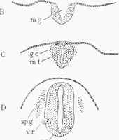 Picture 56 of 277 from Stöhr's histology, arranged upon an embryological basis (1906), leaf 107