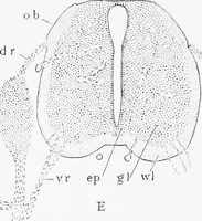 An illustration from Stöhr's histology, arranged upon an embryological basis (1906)