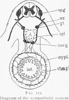 Picture 59 of 277 from Stöhr's histology, arranged upon an embryological basis (1906), leaf 110
