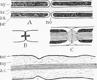An illustration from Stöhr's histology, arranged upon an embryological basis (1906)