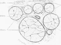 Picture 63 of 277 from Stöhr's histology, arranged upon an embryological basis (1906), leaf 115