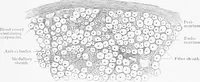 Picture 64 of 277 from Stöhr's histology, arranged upon an embryological basis (1906), leaf 116